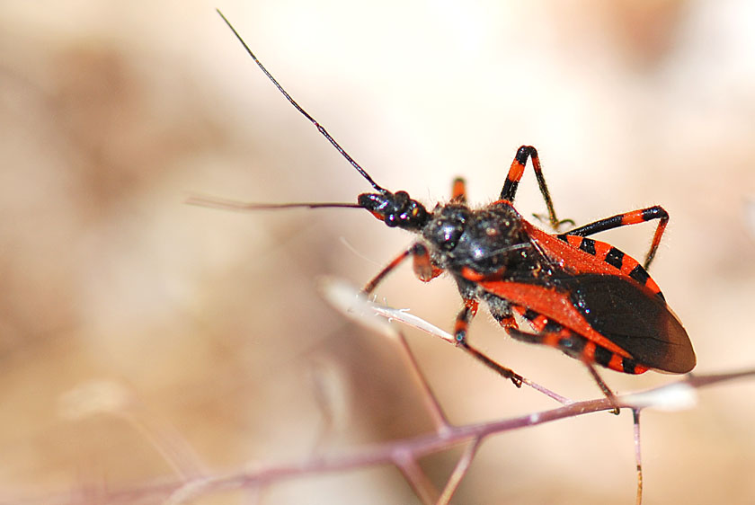 Reduviidae: Rhynocoris iracundus di Cherso (Croazia)